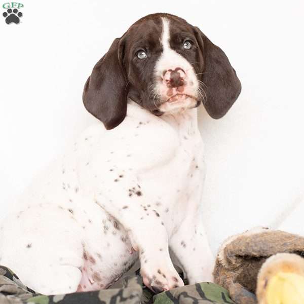 Sampson, German Shorthaired Pointer Puppy